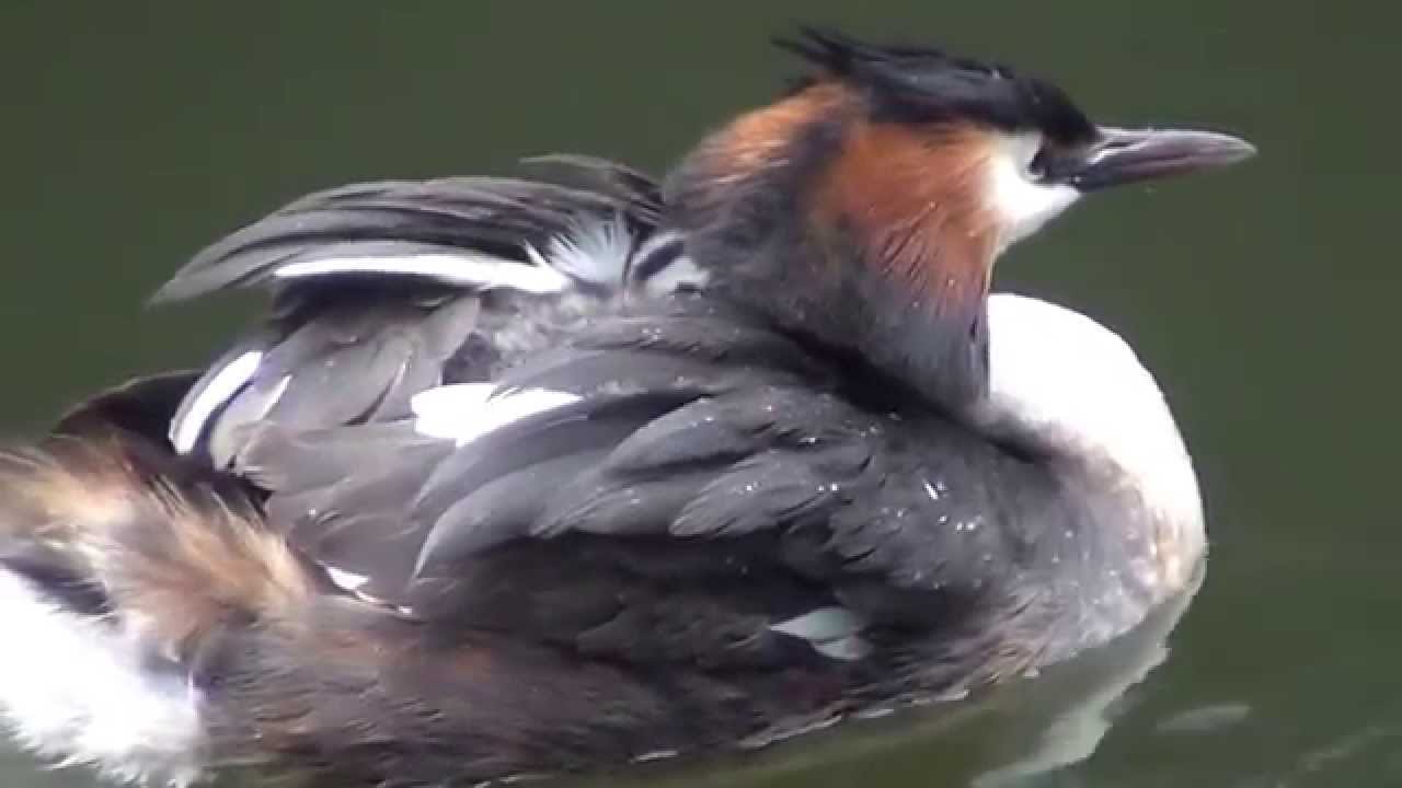 Great Crested Grebe with chicks     Birds of the Netherlands