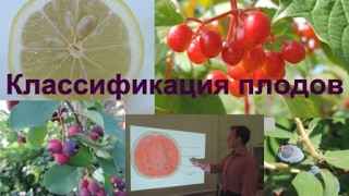 Классификация плодов