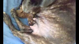 Sasha 29-3-09 Stafford