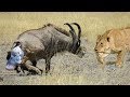 Mother Wildebeest Has Just Given Birth Against The Lions and Cheetah   Wild Animals 2018 mp4 Comp