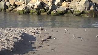 Least Sandpipers running