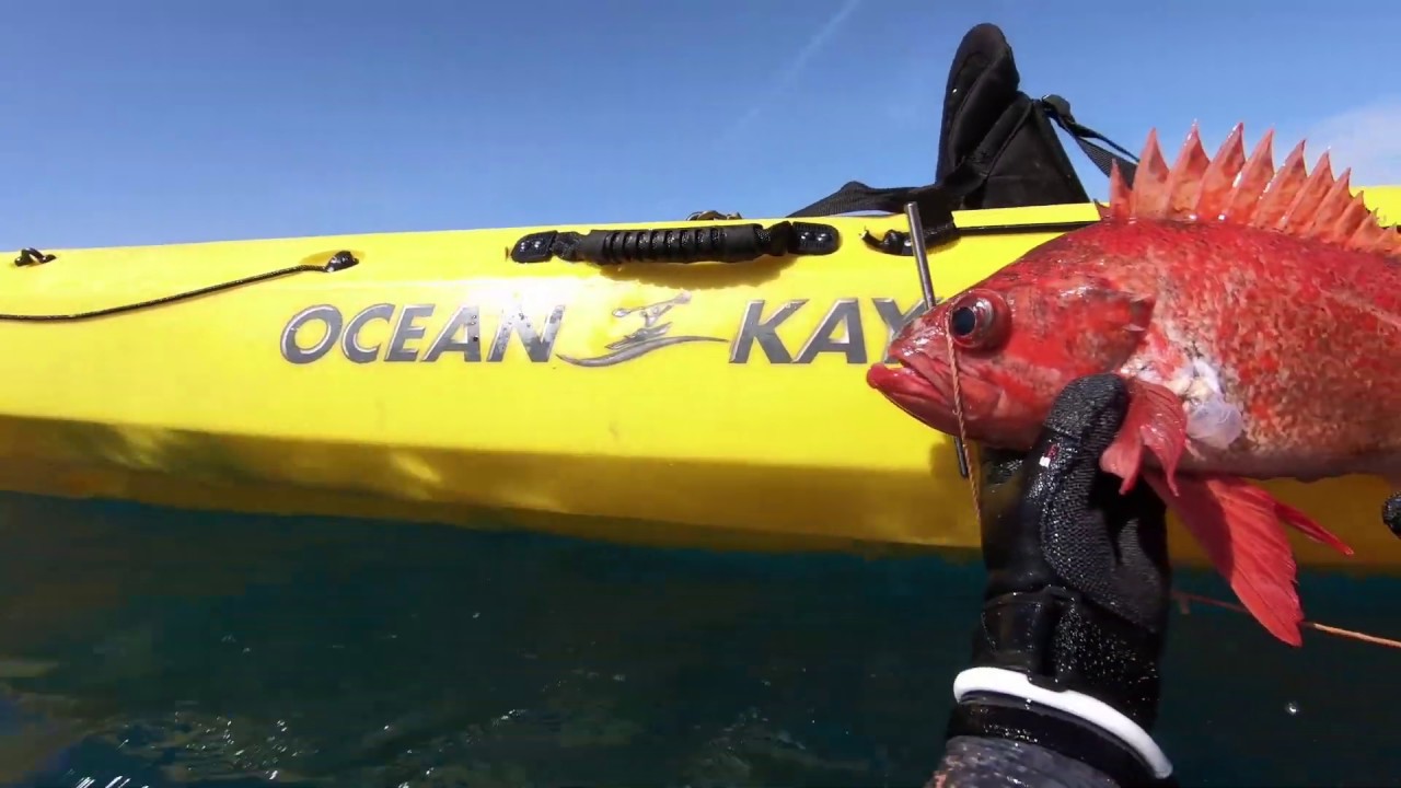 Kayak Spearfishing Northern California YouTube