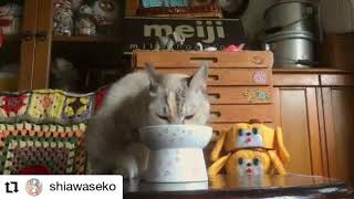 ハッピーダイニング　脚付フードボウル 限定PINK柄