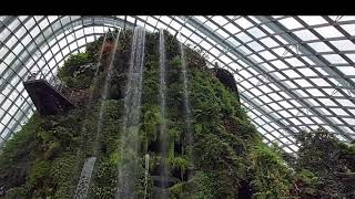 Cloud Forest Premiere Intro Rhea Ping