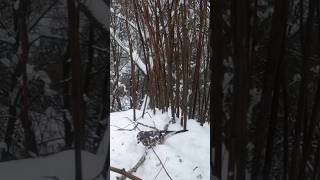 Jay and snow#Corvids#birdwatching#garden#asmr#birdwatching#ornithology#feeder#birds
