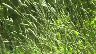 Tempograph: Grass + Wind