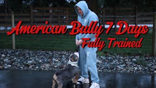 Fully Trained in 7 Days! American Bully