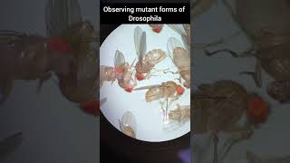 Download Lagu Drosophila #drosophila #mutation #animals #genetics #youtubeshorts #culture MP3