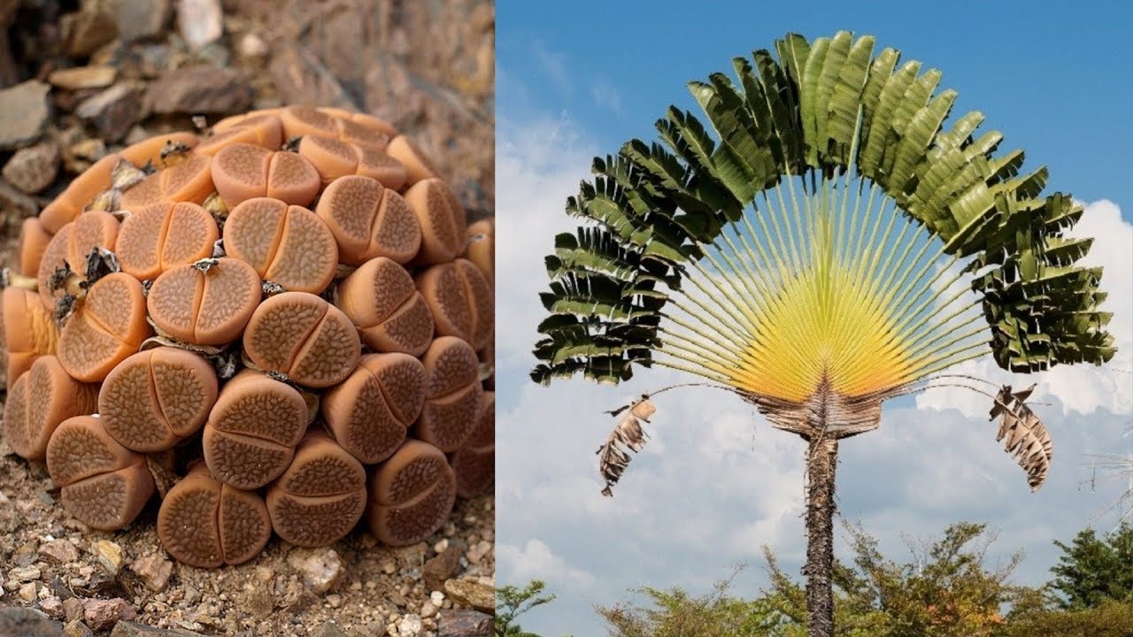 WEIRDEST Plants on Earth 🌴 YouTube