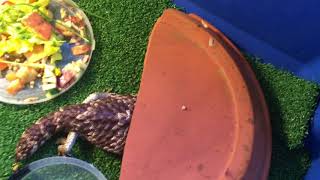 Shingle Back Skink Care
