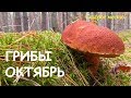 Грибы.Октябрь.Осенняя грибалка.Mushroom