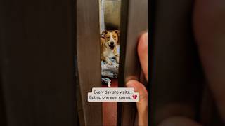 She Is The Most Overlooked Dog At The Shelter 💔 #dog #adopt #shorts #youtubeshorts #youtube #love