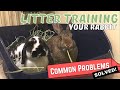 How To Toilet Train Your Rabbit | Solutions To Common Litter Training Problems