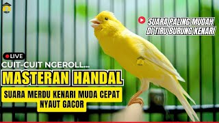 KENARI FIGHTER LANGSUNG RESPON DENGAR PANCINGAN SUARA KENARI GACOR #kenarijuara #canary #kicaumania