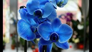 Семена из Китая - "Орхидея" Семена из Китая - "Орхидея"