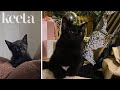When a Lifelong Dog Person Gets Her First Cat | Keeta PH