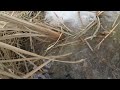 Trapping In Alberta