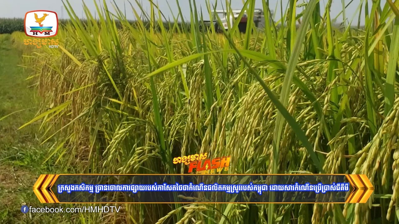 ក្រសួងកសិកម្ម ច្រានចោលការផ្សាយរបស់កាសែតថៃថាកំណើនផលិតកម្មស្រូវរបស់កម្ពុជា ដោយសារកំណើនប្រើប្រាស់ជីគីមី