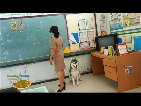วีดีโอ: ตารางการแสดงสุนัข