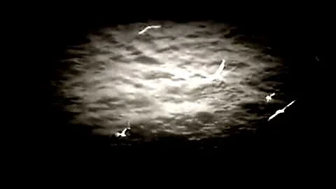 Howard Skempton - Lento (Official Video)