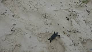 Aren't these baby turtles amazing? Green Turtles race to the ocean at Mombasa Serena Resort, Kenya