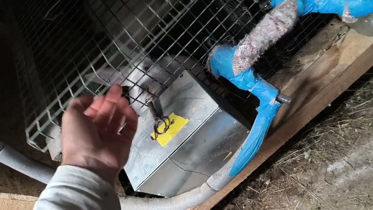 Hygiena, odstav, odobraté kotiska a preváženie 