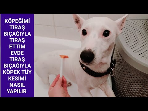 Video: Köpeğiniz Genel Anestezi Altına Gitmeden Önce Bilmeniz Gerekenler