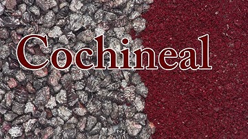 Making Red Paint from Bugs