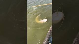 Must Watch Hook Fishing Catches The Most Dangerous Fish