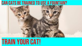 Train Your Cat: How to Use a Cat Fountain with Flowing Water by Purrfect Paws 349 views 2 months ago 4 minutes, 24 seconds