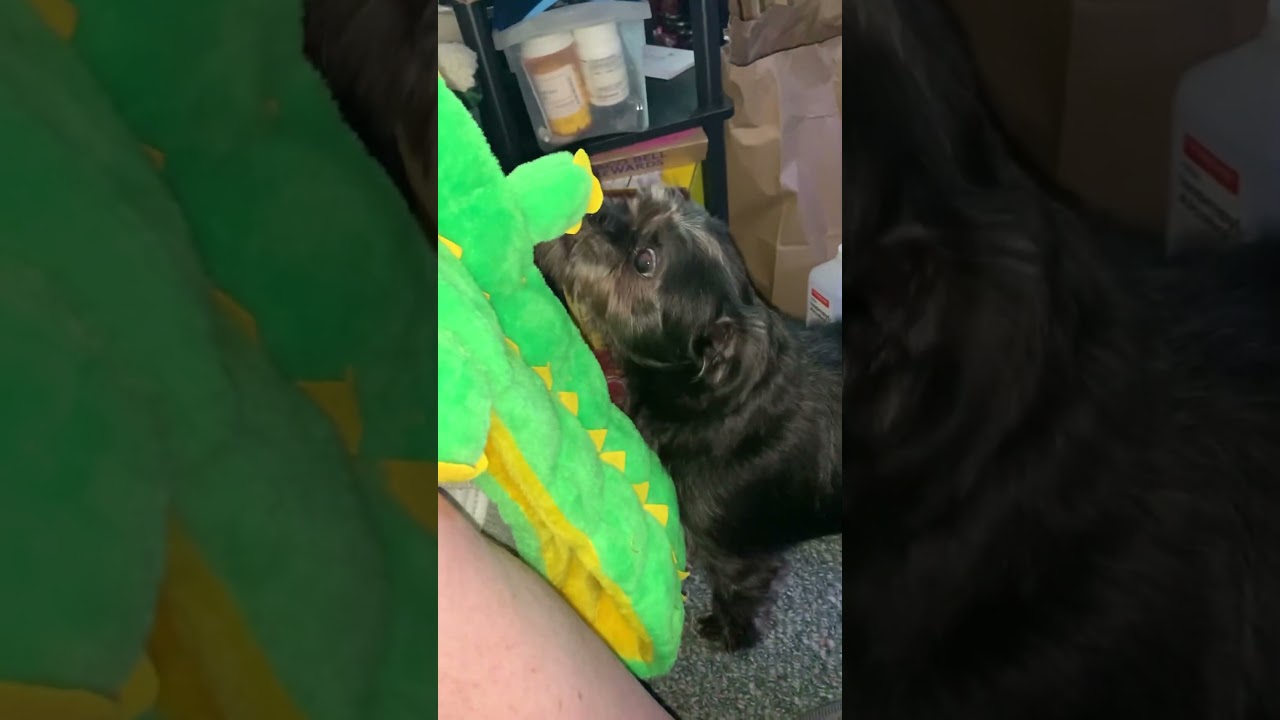 5 foot dog toy with 32 squeakers!