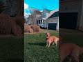 Golden Retriever Loves Playing Extreme Hide and Seek | The Dodo