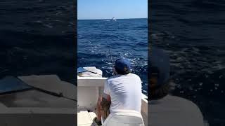 Catching yellowfin tuna in cabo san lucas on the Big Kahuna III