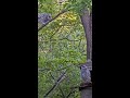 Barred Owl Cam Top 5 in 2025: Moss &amp; Maple Leave The Barred Owl Nest Box On Mother's Day