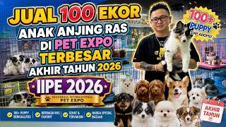 Jual 100 Ekor Anak Anjing Ras Harga Spesial Di Pet Expo Terbesar Akhir Tahun 2026 - Kenzo Pet House