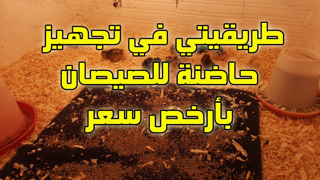 طريقتي في تجهيز حاضنة للصيصان الصغيرة وتربيتهم دون معانات حلقة مهمة ستفيدك في انشاء مشروعك