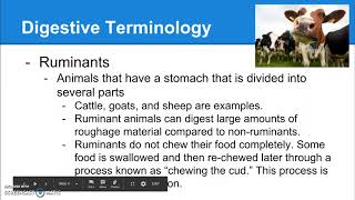 7 02 Digestive Terminology 7 02 Non Ruminant Digestion