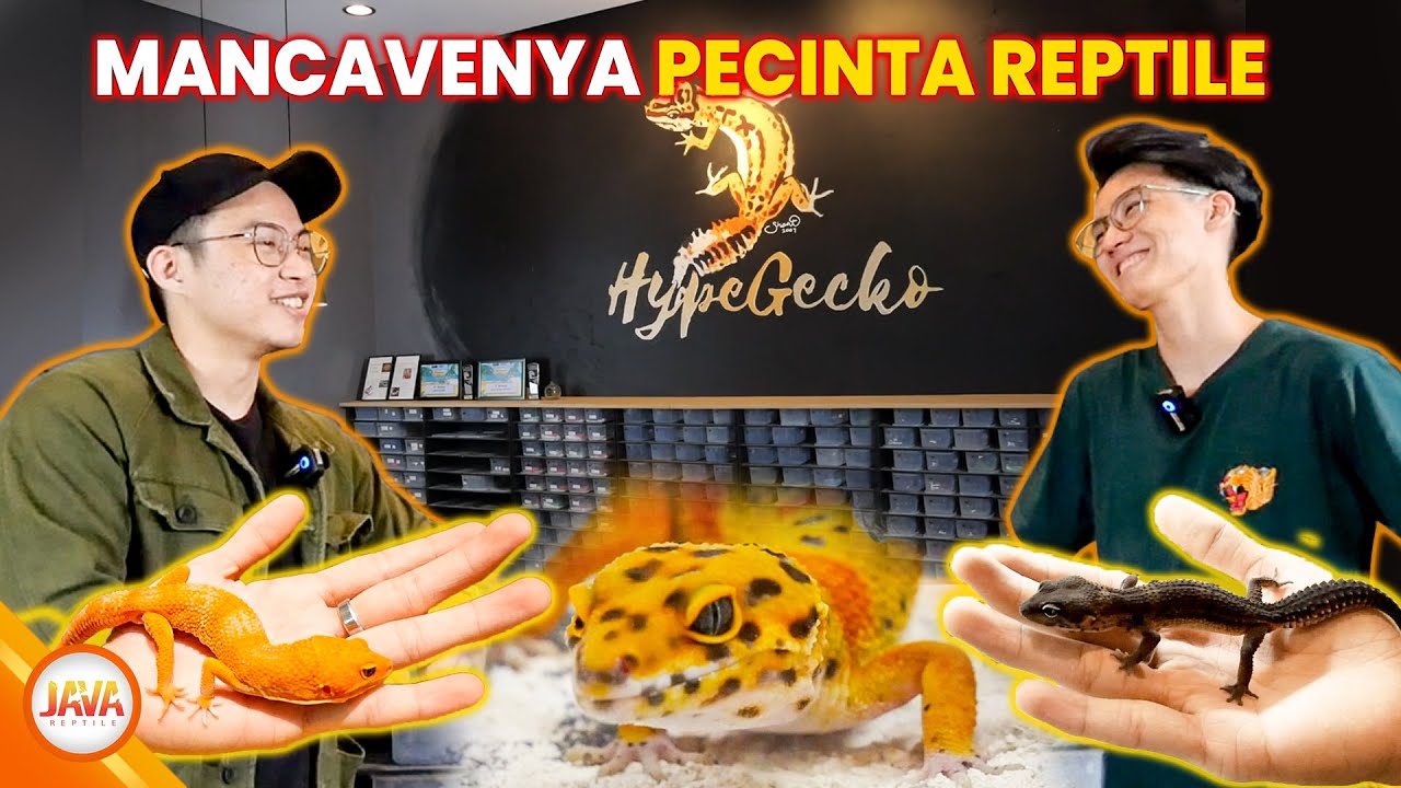 VISIT HYPE GECKO - MAN CAVE ISINYA GECKO SEMUA!