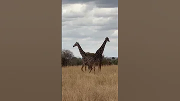 Tanzania National Parks 2023 