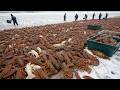 The Biggest Lobster Season of the Year – Fishermen Haul in Thousands in Under an Hour
