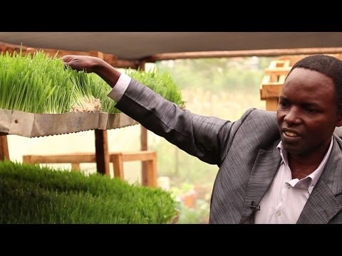 Vidéo: Guide d'entretien du carthame : en savoir plus sur les exigences de croissance des plants de carthame