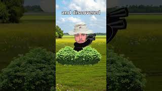 Colored honey bees?🤔