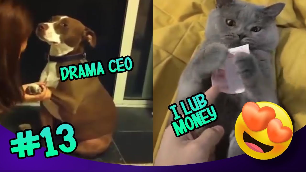 ️Good Morning Funny ️Tik Tok Pets ️Funny Animals 😂 #13 Smile With The