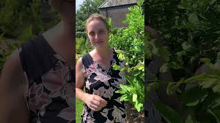 Leaf Miner in Citrus