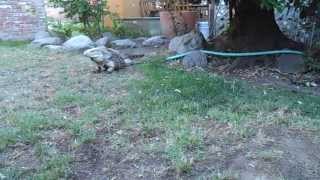 Giant Iguana Plays Hide and Seek-Most Amazing Iguana in the World