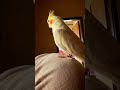 Himu Exploring My Room 🐦🏠✨#cockatiels #explorerbird #cutebirds #birdshorts #petbirds #birdlovers