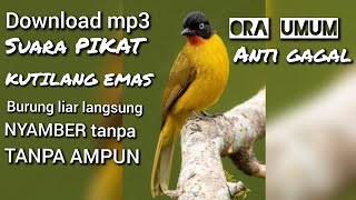 download suara PIKAT burung KUTILANG EMAS langsung NYAMBER tanpa AMPUN