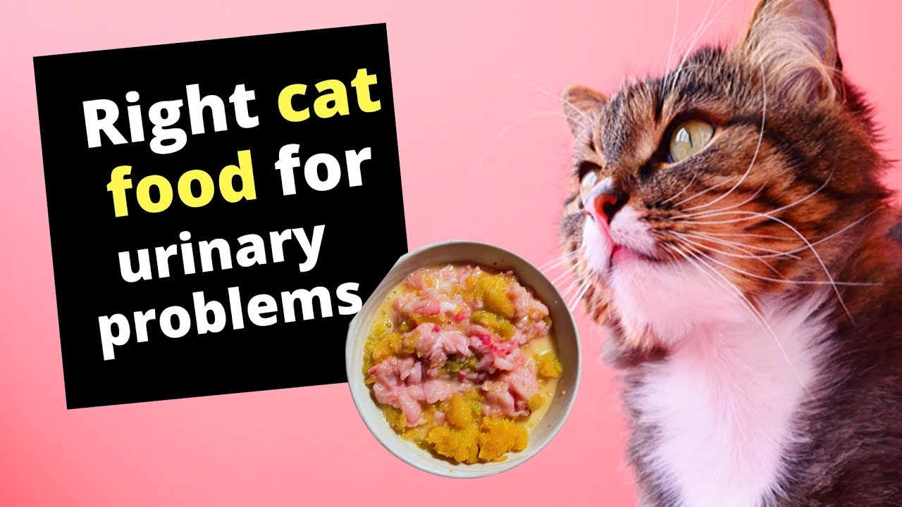 What Is The Right Cat Food For Urinary Problems YouTube What Is The Right Cat Food For Urinary Problems YouTube