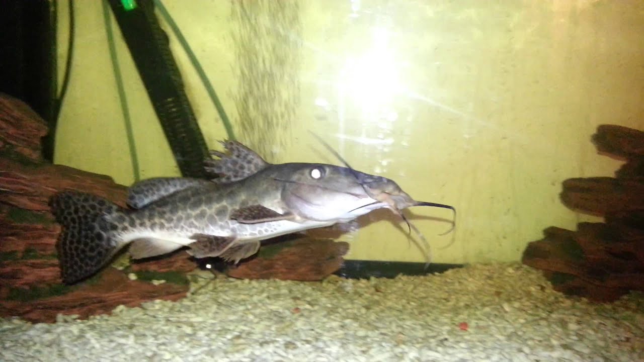Giraffe catfish YouTube
