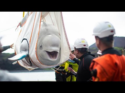 دو نهنگ‌ سفید در پناهگاه جدید دریایی در ایسلند رها شدند…